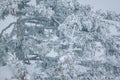 Spruce branches covered with a layer of snow Royalty Free Stock Photo