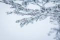 Spruce branches covered with a layer of snow Royalty Free Stock Photo