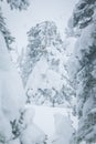 Spruce branches covered with a layer of snow Royalty Free Stock Photo