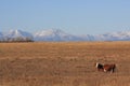 Ranching in the mountains