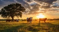 ranching texas cows Royalty Free Stock Photo