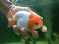 Ranchu goldfish with a charming red and white color