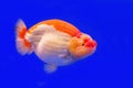 Ranchu goldfish or goldfish head lion. Royalty Free Stock Photo