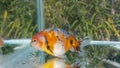 Ranchu goldfish mature Royalty Free Stock Photo
