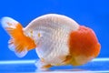 Ranchu Lion Head Goldfish Royalty Free Stock Photo