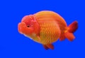 Ranchu or lion head goldfish Royalty Free Stock Photo