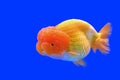 Ranchu or lion head goldfish Royalty Free Stock Photo