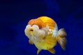 Ranchu Lion Head goldfish in fish tank Royalty Free Stock Photo