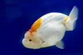 Ranchu Lion Head goldfish in fish tank Royalty Free Stock Photo