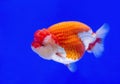 Ranchu Lion Head goldfish. Royalty Free Stock Photo