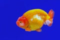 ranchu or lion head goldfish. Royalty Free Stock Photo