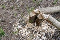 Randmeerbosse forest with two thin tree trunks gnawed by beavers with small pieces of wood on the ground Royalty Free Stock Photo