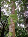 Random capture of a tree in botanical garden.