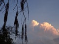 Random capture of a tree at cloudy sky