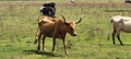 Random cattle at the Babcock ranch eco tour