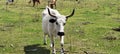 Random cattle at the Babcock ranch eco tour