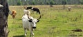 Random cattle at the Babcock ranch eco tour