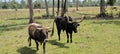 Random cattle at the Babcock ranch eco tour