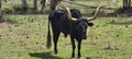 Random cattle at the Babcock ranch eco tour