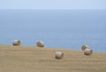 Hay Bales in a Field, Fleurieu Peninula, South Australia Royalty Free Stock Photo