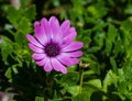 Purple african daisy flower and close up photography. Royalty Free Stock Photo