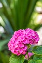 Pink Hydrangea flower and close up photography