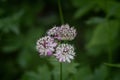 Random flowers blooming in the green grass