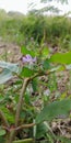 random flowers in the field in the morning purple