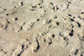 Random foot steps from shoes on sandy beach Royalty Free Stock Photo