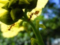 Random macro shot of an ant under a yellow flower Royalty Free Stock Photo