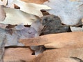 Weathered treebark from different trees Royalty Free Stock Photo