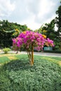 Random tree inside Lumphini park, Bangkok Royalty Free Stock Photo