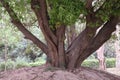 Random tree picture at Delhi Zoological park India