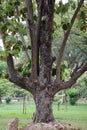 Beautiful multi trunk tree picture at Delhi Zoological park India