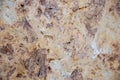 Random, Unique, Natural Cannstatter Travertine Texture - Freshwater Limestone Background Royalty Free Stock Photo