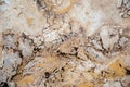 Random, Unique, Natural Cannstatter Travertine Texture - Freshwater Limestone Background Royalty Free Stock Photo