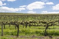 Random Vineyard, Barossa Valley, South Australia