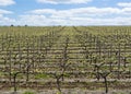 Random Vineyard, Barossa Valley, South Australia Royalty Free Stock Photo