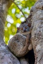 Randrianasolo\'s sportive lemur, Lepilemur randrianasoloi. Tsingy de Bemaraha. Madagascar wildlife Royalty Free Stock Photo