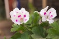 Randy geranium 3 Royalty Free Stock Photo
