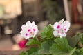 Randy geranium 2 Royalty Free Stock Photo