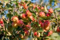 Ranetki ripe on the branch. Malus baccata. Siberia