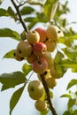 Ranetki ripe on the branch. Malus baccata. Siberia