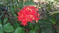 Rangan flower