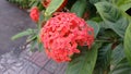 Rangan flower beside street