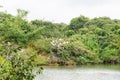 Ranganathittu bird sanctuary in Mysore, Karnataka, India Royalty Free Stock Photo