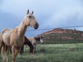 Range horses of Colorado