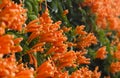 Range trumpet orange flower