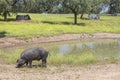 Ranged freeley black iberian pig in springtime, Extremadura Royalty Free Stock Photo