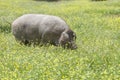 Ranged freeley black iberian pig in springtime, Extremadura